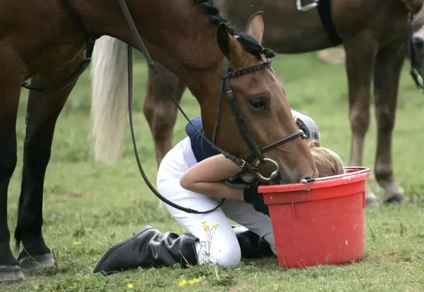 Как избежать обезвоживания у спортивных лошадей 
