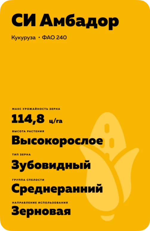 СИ Амбадор - гибрид кукурузы ( Zea mays L.).