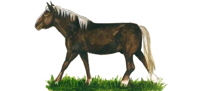 Лошадь Мезенская описание породы характеристики уход и содержание отзывы