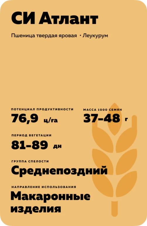 СИ Атлант (SY ATLANTE) пшеница твердая яровая