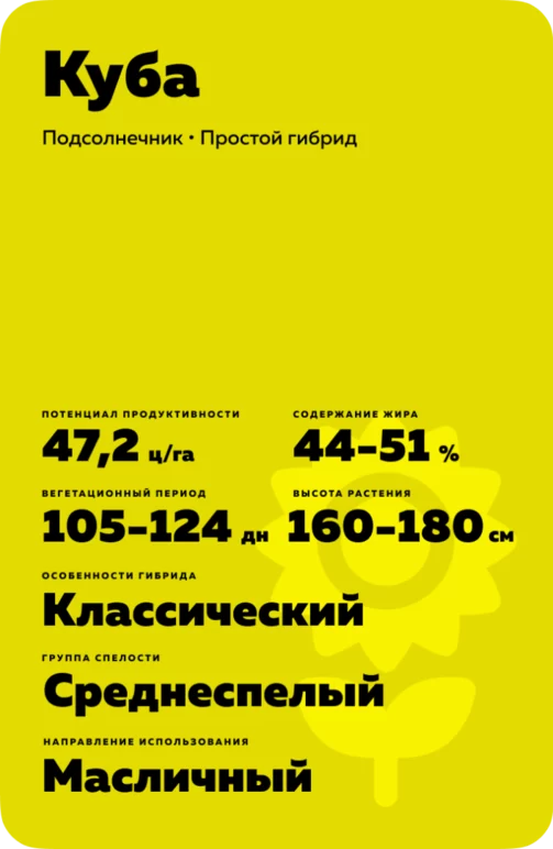 Куба гибрид подсолнечника