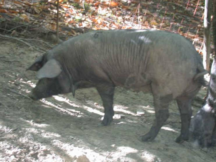 Нера пармезан (Неро ди Парма) – порода свиней
