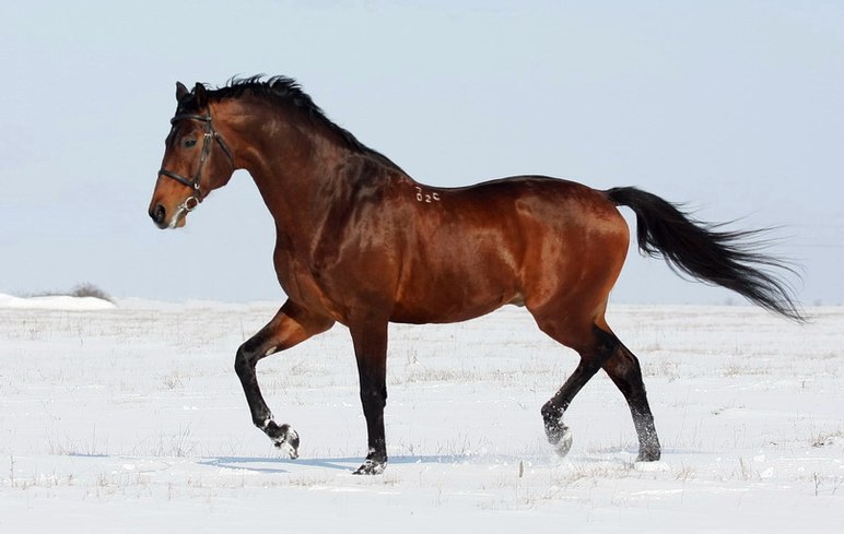 Украинская верховая порода лошадей