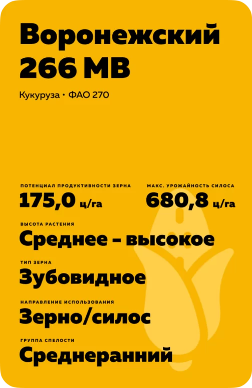 Воронежский 266 МВ гибрид кукурузы