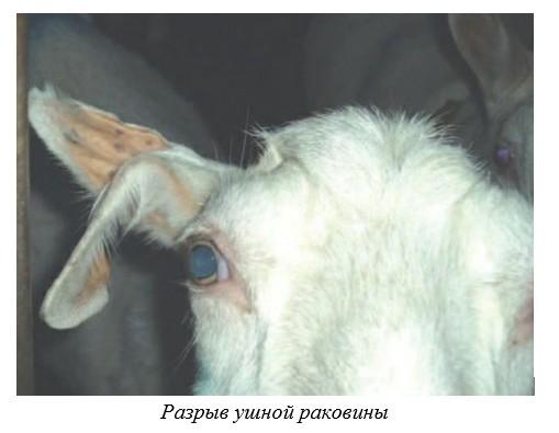 Харвуд – "Ветеринарное руководство по здоровью и благополучию коз". Гл. 15