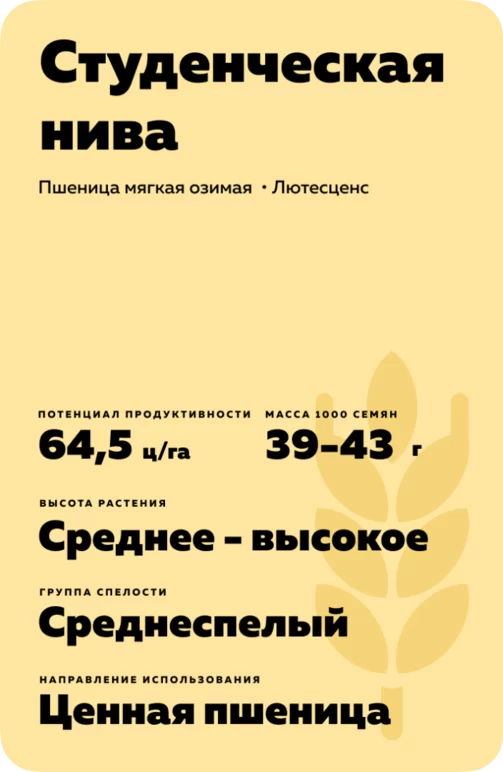 Студенческая нива сорт мягкой озимой пшеницы