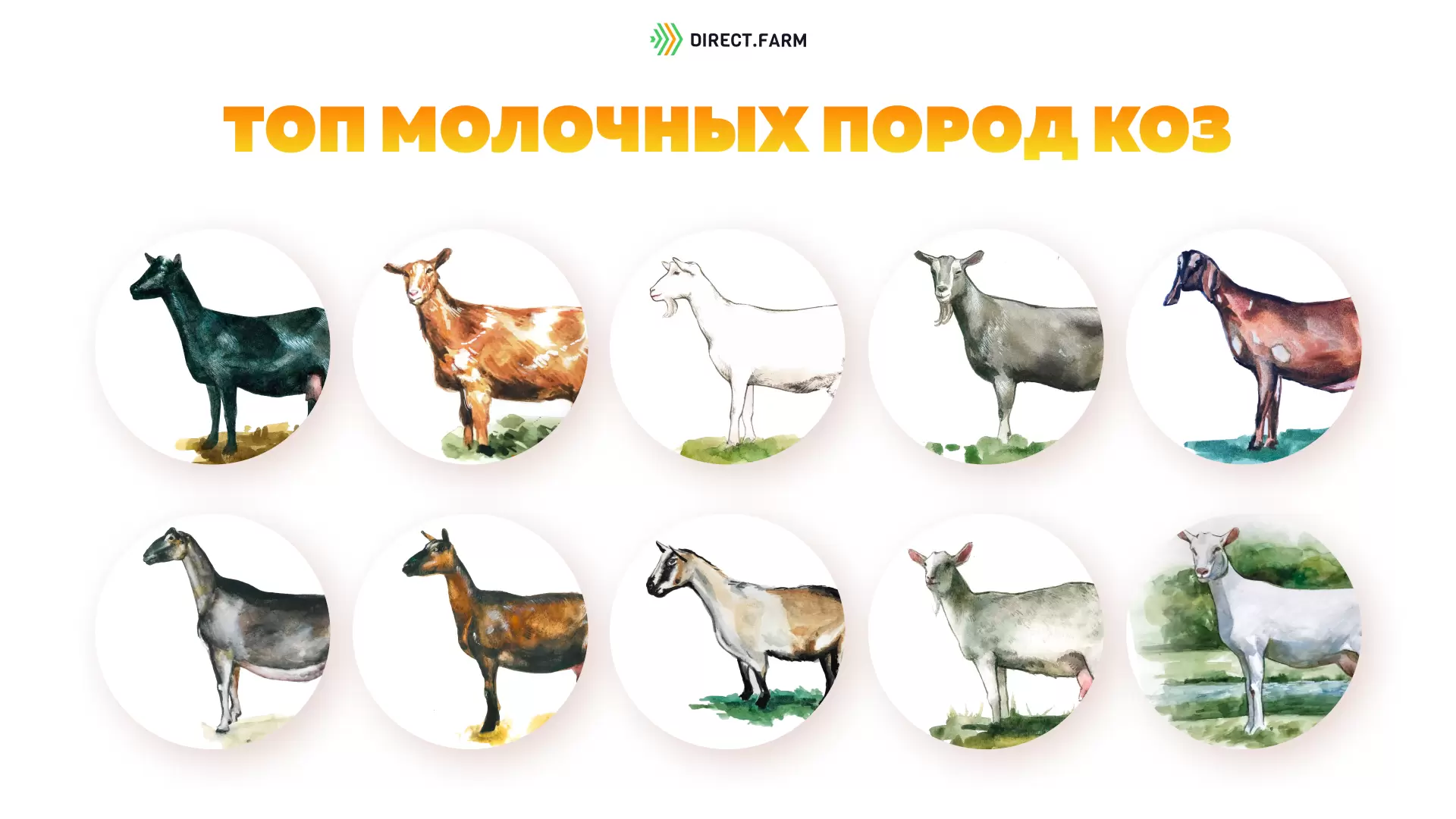 ТОП самых высокопродуктивных молочных пород коз