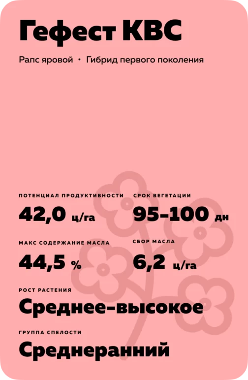 Гефест КВС - гибрид рапса ярового. Характеристики и отзывы