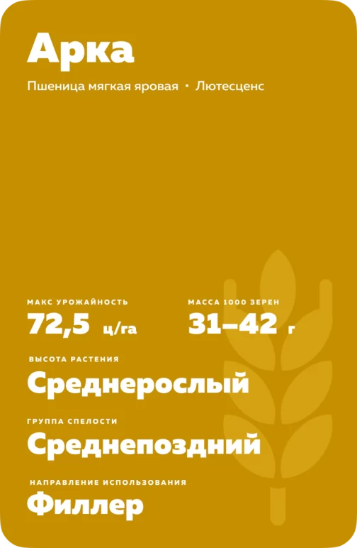 Арка сорт мягкой яровой пшеницы