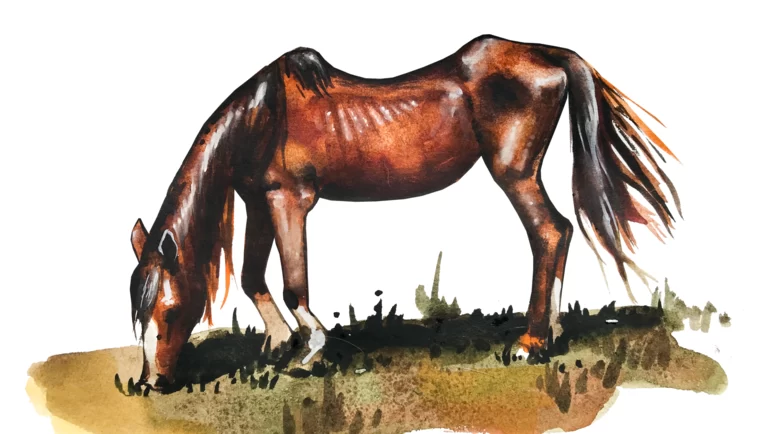 Инфекционная анемия лошадей