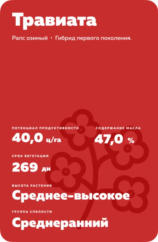 Травиата (TRAVIATA)  гибрид озимого рапса