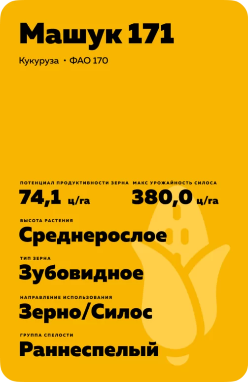 Машук 171 гибрид кукурузы