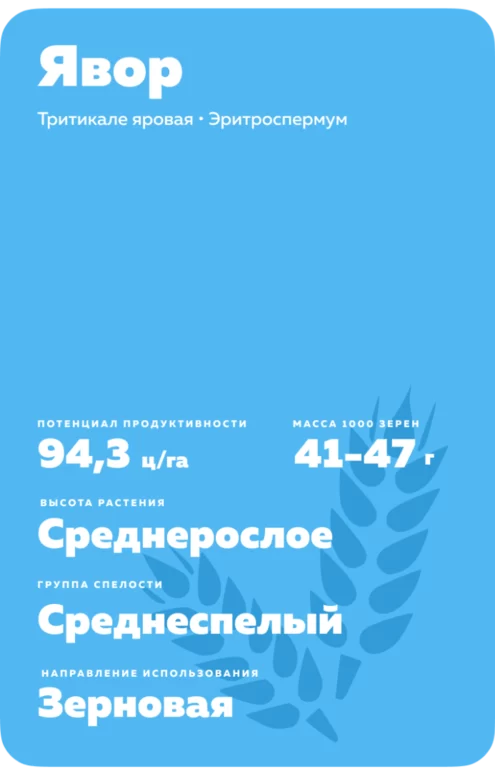 Явор
