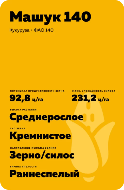 Машук 140 гибрид кукурузы