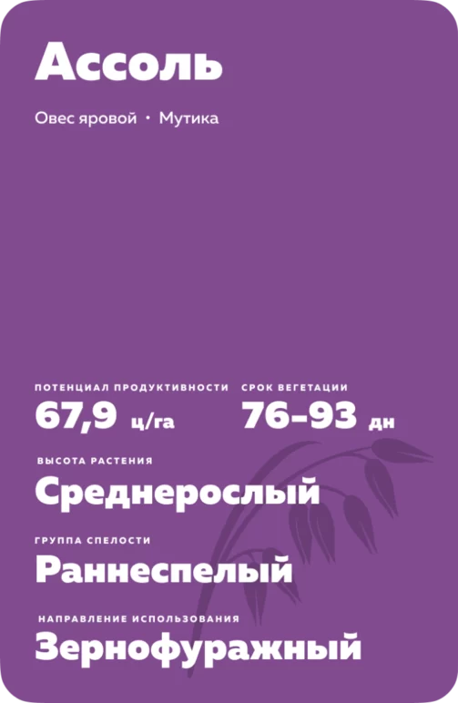 Ассоль сорт овса ярового