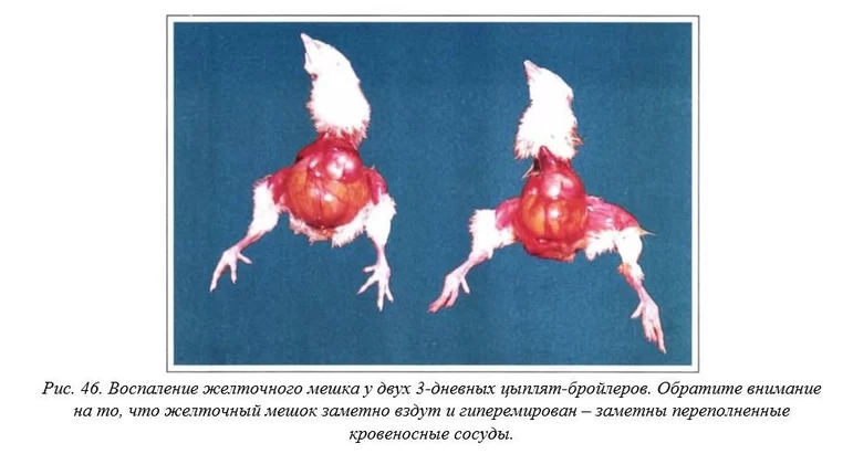 Вегад - Атлас болезней птицы. Ч. 8. Колибактериоз