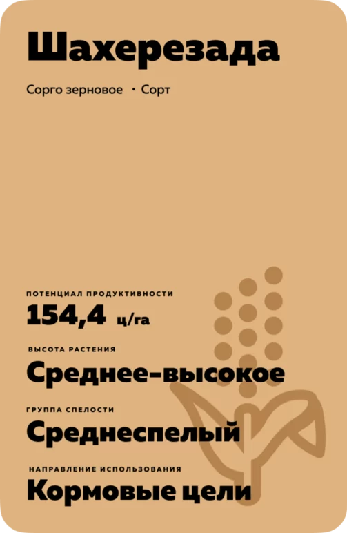 Шахерезада