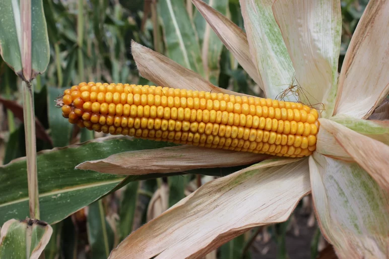 Ладожский 202 гибрид кукурузы