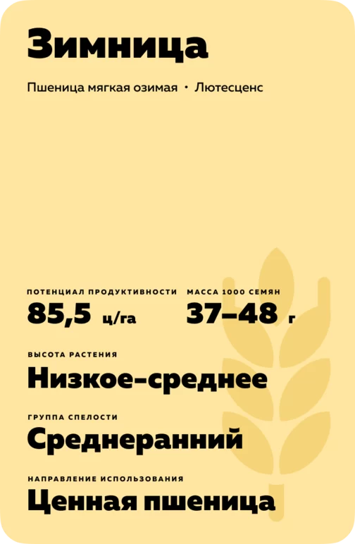 Зимница сорт мягкой озимой пшеницы