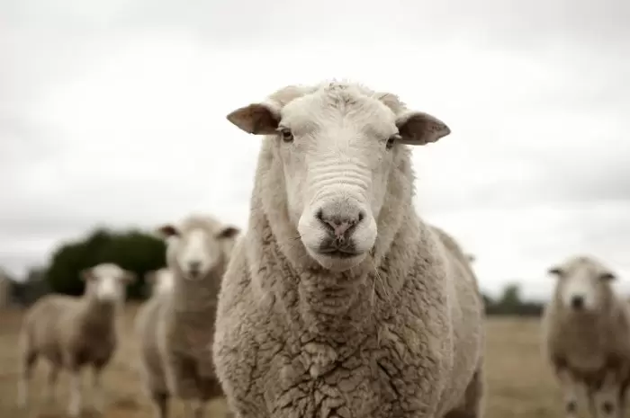 Миазы у овец – заболевания, вызываемые личинками мух