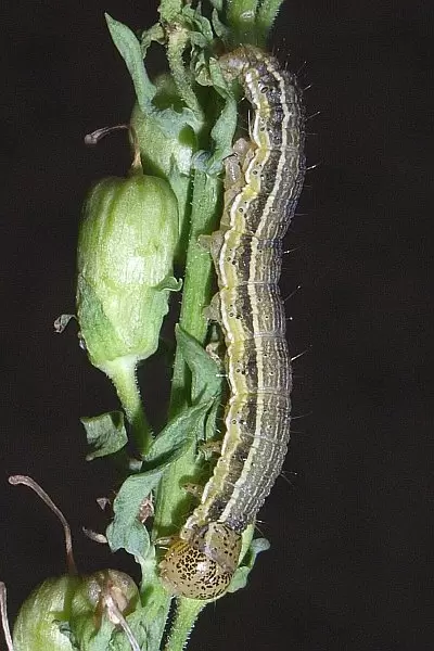 Люцерновая совка