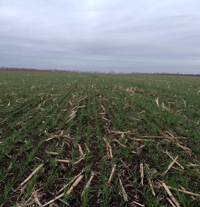 Влияние биопрепарата Альбит на развитие корневой системы озимой пшеницы