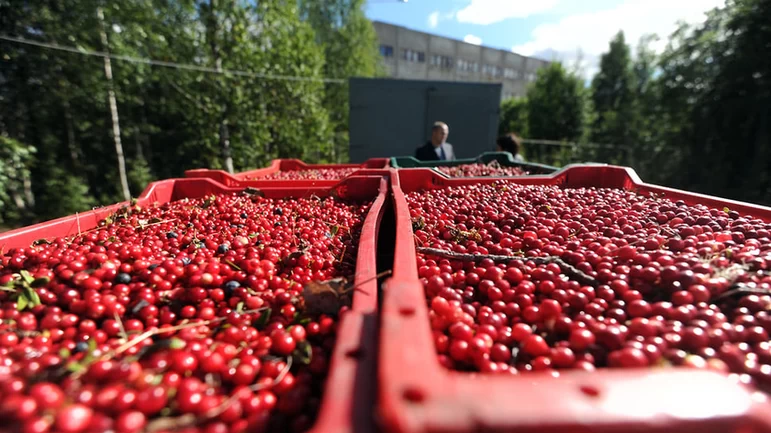 В России урожай плодов и ягод в 2022 году достиг рекордных 1,5 млн тонн