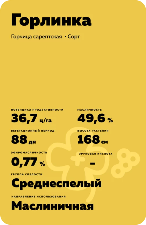 Горлинка ® - сорт сарептской горчицы (Brassica juncea (L.) Czern.).