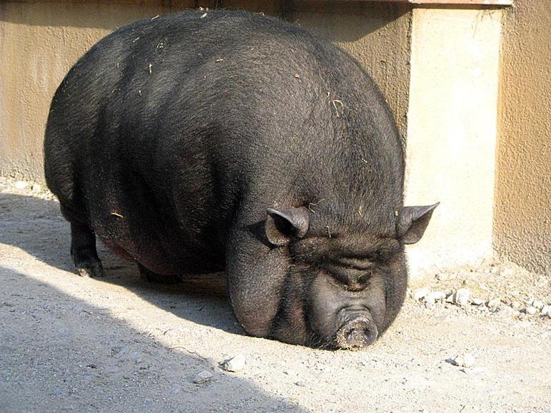 Вьетнамская вислобрюхая – порода свиней