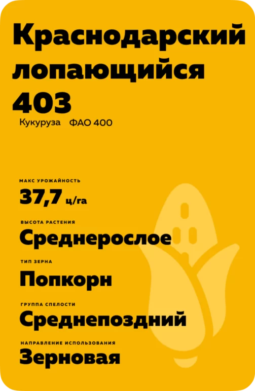 Краснодарский лопающийся 403 - гибрид кукурузы ( Zea mays L.).