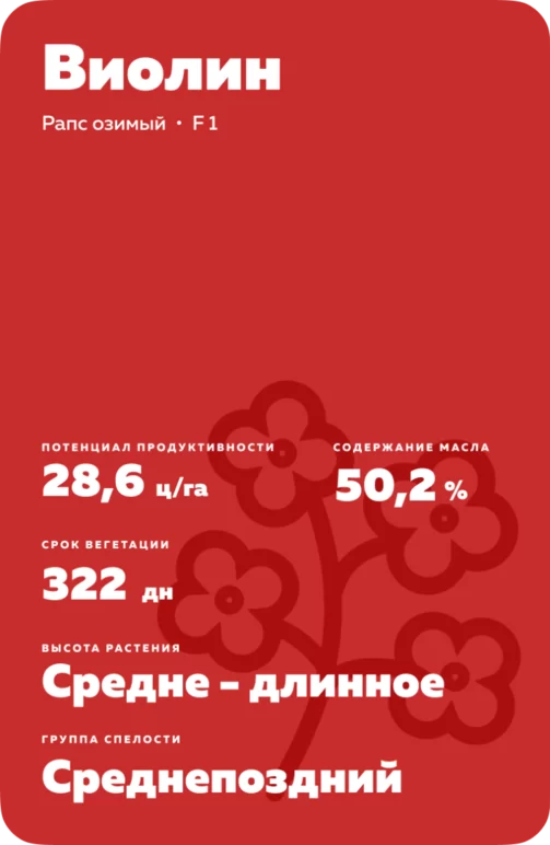 Виолин ® - гибрид рапса озимого (Brassica napus var. napus).