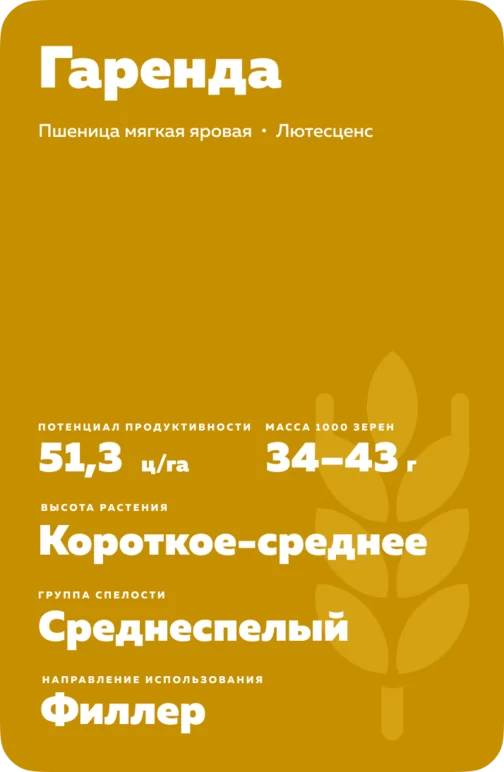 Гаренда  сорт мягкой яровой пшеницы