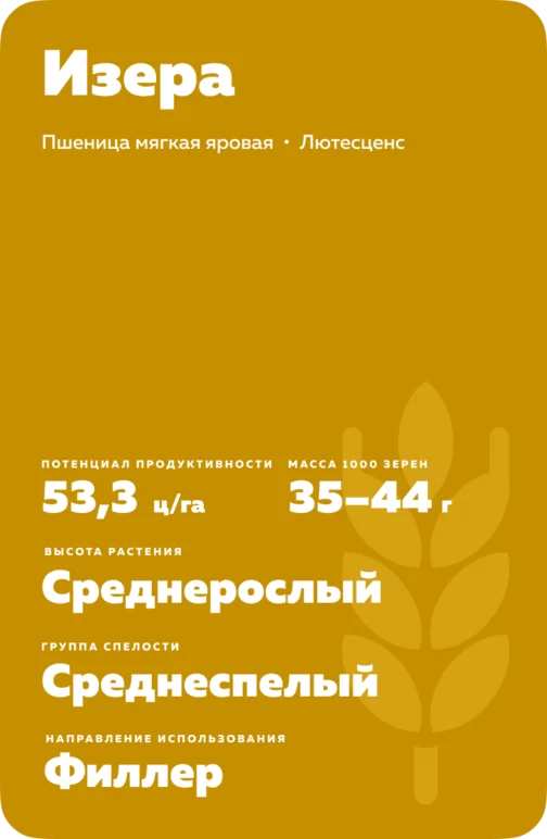 Изера сорт мягкой яровой пшеницы