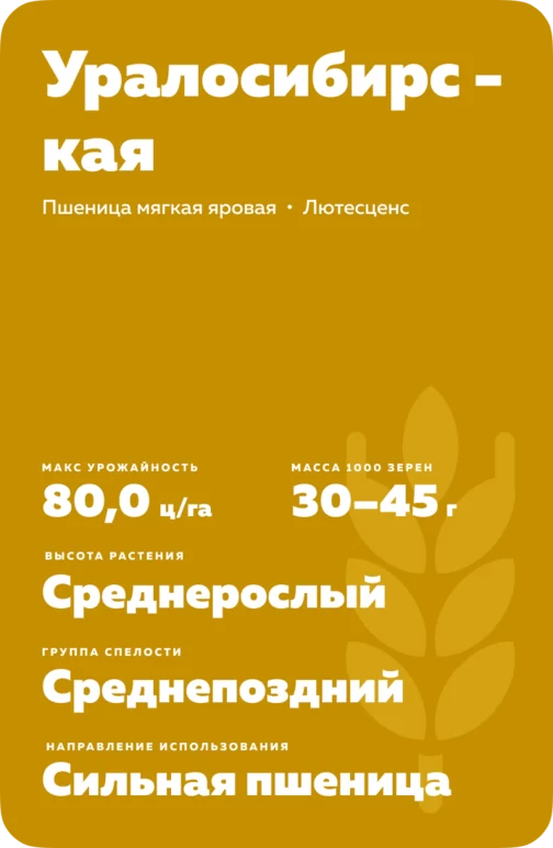 Уралосибирская сорт мягкой яровой пшеницы