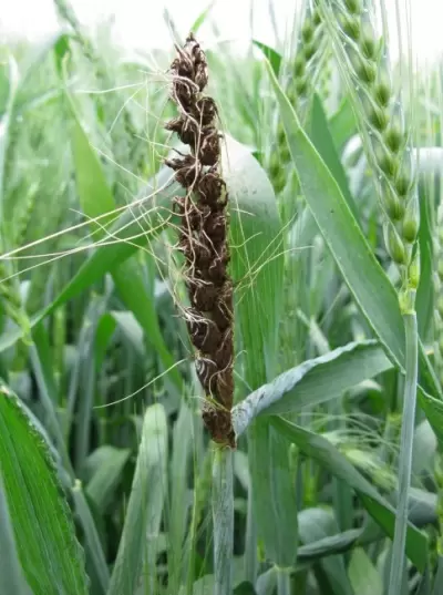 Пыльная головня пшеницы