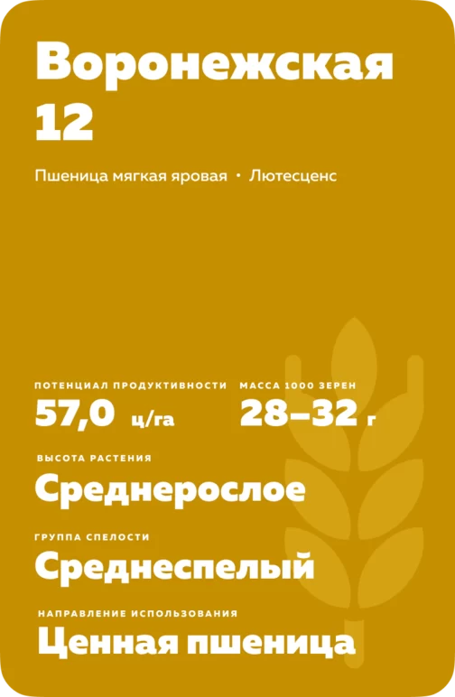 Воронежская 12 сорт мягкой яровой пшеницы
