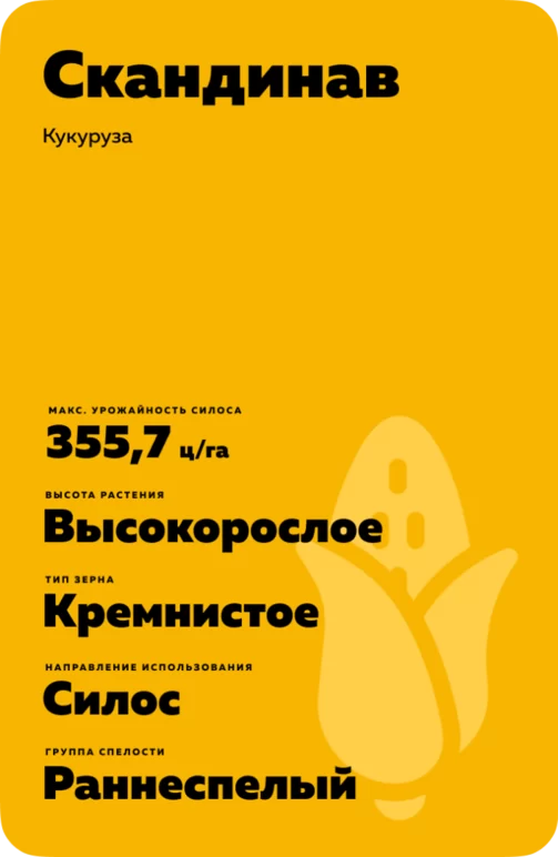 Скандинав гибрид кукурузы