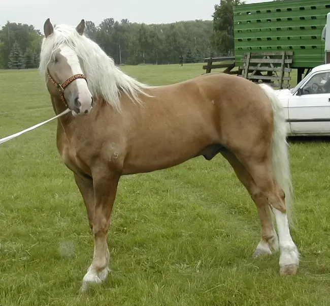 Белорусская упряжная порода лошадей 