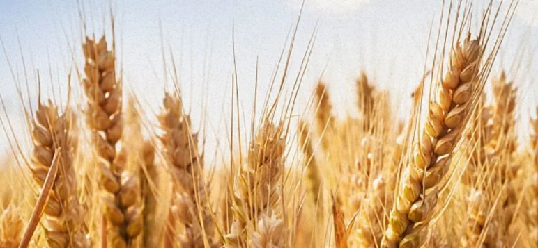 Как избежать потери урожая зерна при хранении