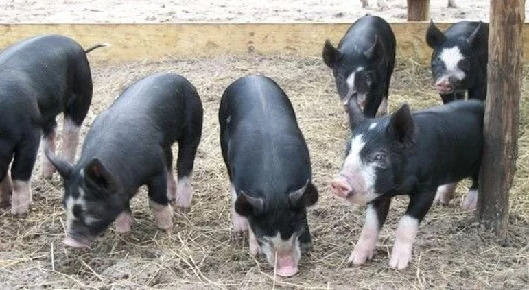 Польско-китайская порода свиней
