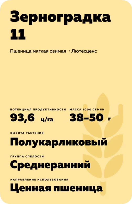 Зерноградка 11 сорт мягкой озимой пшеницы
