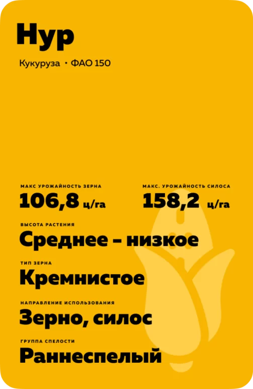 Нур гибрид кукурузы