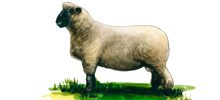 Оксфорд Даун - порода овец