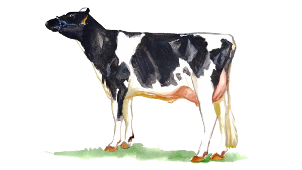 Голштинская порода (голштино-фризская) коров