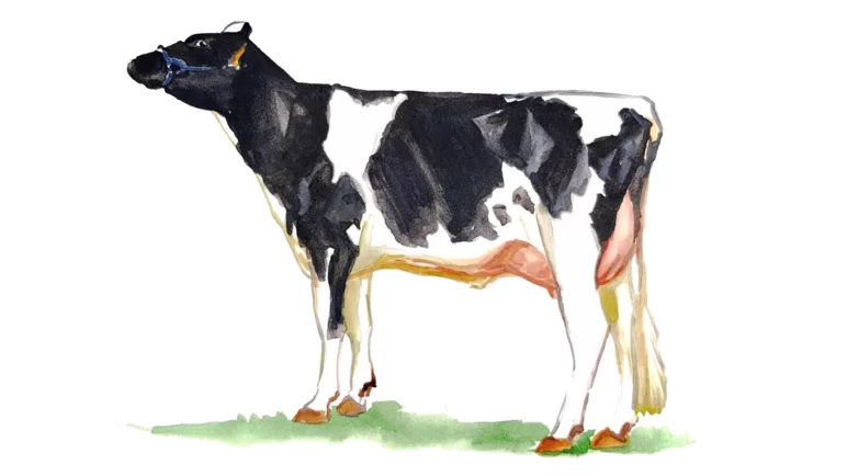 Голштинская порода коров: описание, продуктивность, характеристики, фото