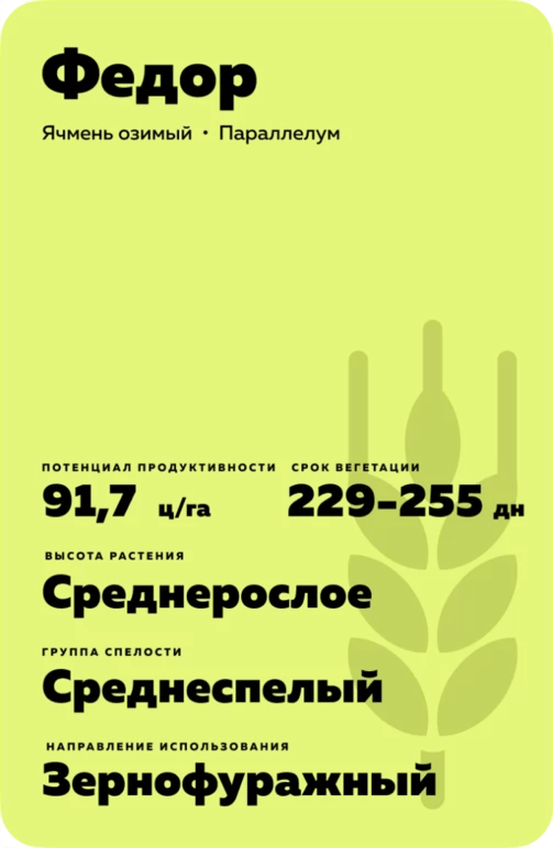 Фёдор сорт озимого ячменя
