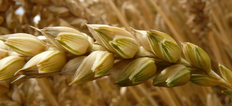 Госмониторинг зерна коснется всего урожая ржи, кукурузы, риса, гречихи и сои