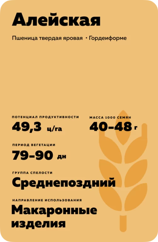 Алейская пшеница твердая яровая