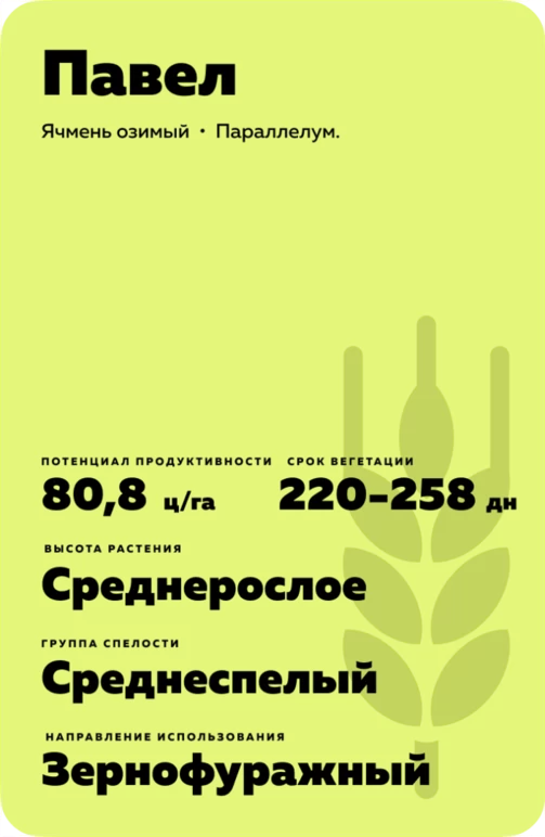 Павел сорт озимого ячменя