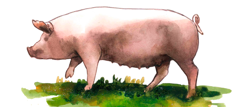 Чистогорская порода свиней